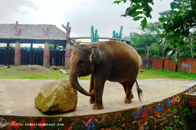 elephant show_malang secret zoo | The Private Tour Indonesia