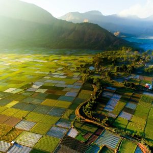 A lush rice field in Sembalun, Lombok Island