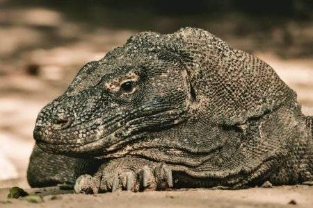 A bored Komodo