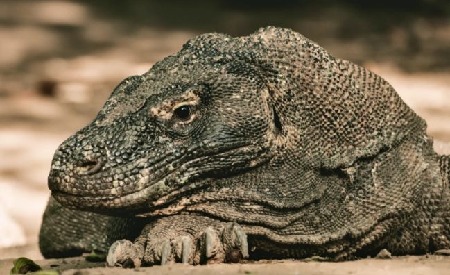 A bored Komodo