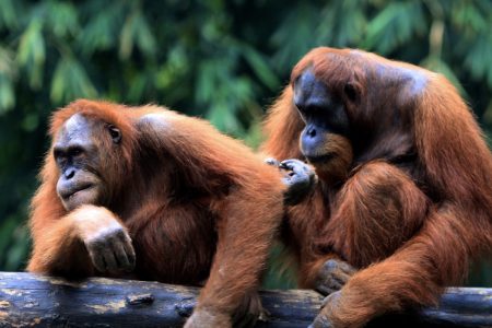 Adult orangutans