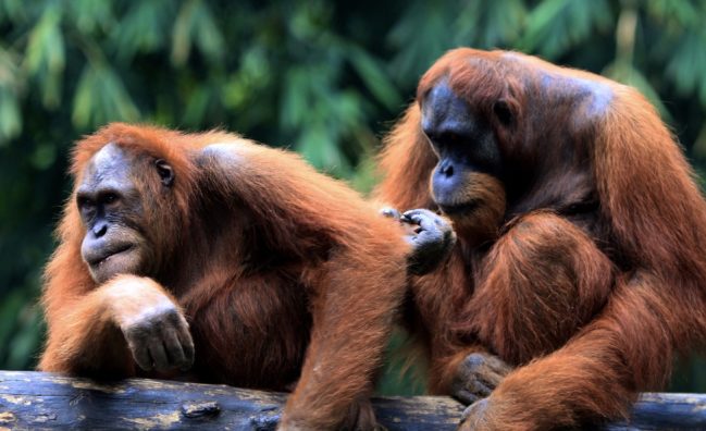 Adult orangutans