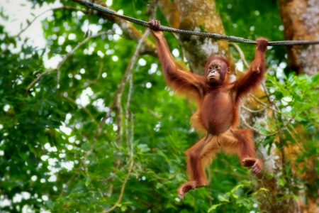 Picture of a baby orangutan, or also called infant. Yes, same name as human babies.