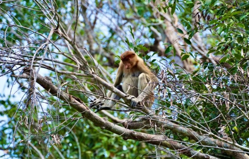 3 Days Tanjung Puting (Private Tour)