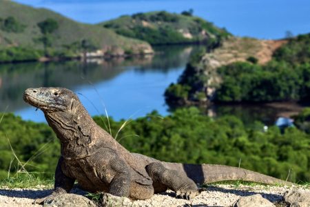 Komodo dragon