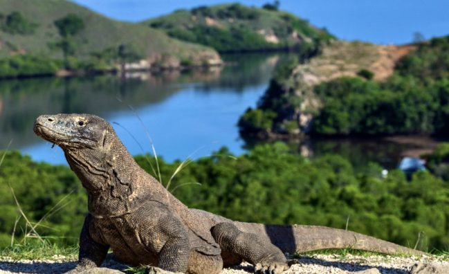 Komodo dragon