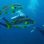 Scuba diver swimming with Oblique-banded Sweetlips in the vibrant reefs of Komodo National Park