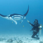 Underwater scene with manta ray and divers at Manta Point Indonesia